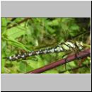 Aeshna cyanea - Blaugruene Mosaikjungfer m01a jung.jpg